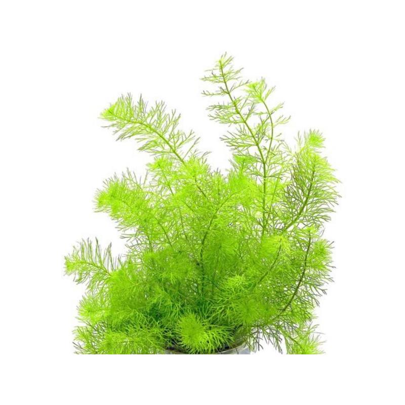 Dennerle Myriophyllum spec. Guayana - imagine 4